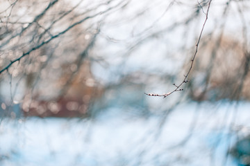 Abstract winter close-up, frozen nature and blurred background