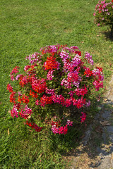 &ccedil;i&ccedil;ekler