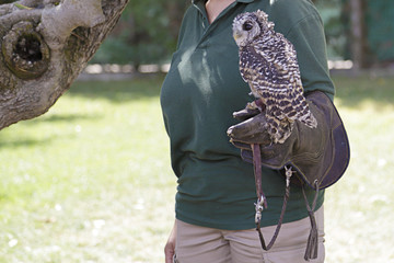 Falconer showing a rufous-legged owl (strix rufipes)