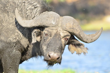 Wasserb&uuml;ffel - Chobe Park, Botswana