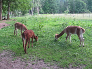 Three young doe graze in a meadow