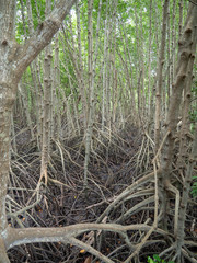 Mangrove forest at Kung Krabean, Chantraburi