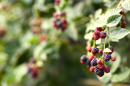brumble bush with ripe and unripe berries close up summer photo