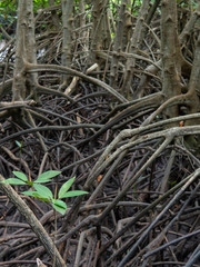 Mangrove forest at Kung Krabean, Chantraburi