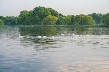 Schwäne auf der Alster in Hamburg