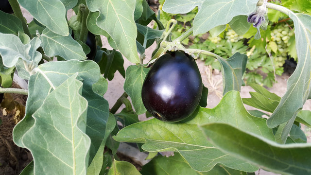 violet eggplant fruit in garden