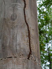 termite nest on the wooden pile