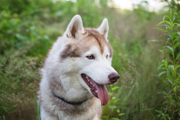 Profile Portrait of Cute beige and white siberian husky dog is in the green grass at sunset