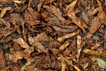The background of the fallen autumn leaves