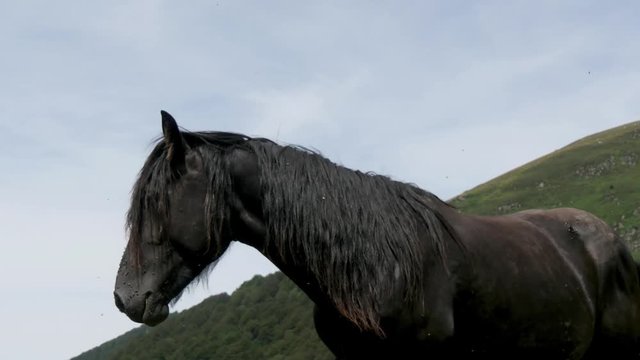close-up of the head of a black horse with flies