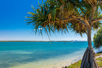 Beach with trees on the west side of Bribie Island, Queensland, Australia
