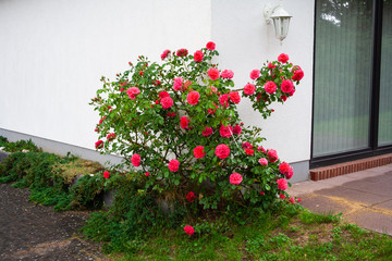 Garten mit Blumen und Pflanzen vom Gärtner angelegt