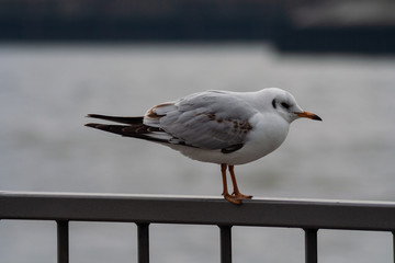 Möwe, Seemöwe, Lachmöwe  im Hamburger Hafen 