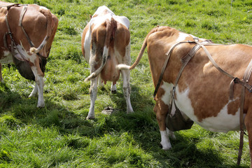 3 vaches