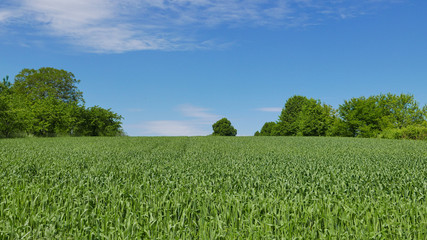 landscape with field - 220936726