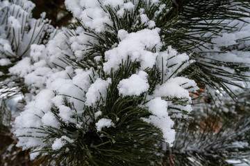 Winterlandschaft mit Schnee und Eis mit Bäumen und Ästen