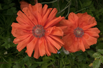 poppy flowers - 220936776