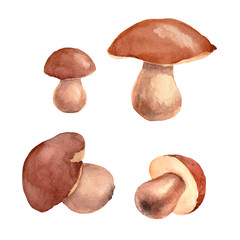 Watercolor painting of the boletus edulis ( penny bun, cep, porcino or porcini )