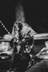 Portrait of a beautiful black kitty at home. Life of pets. Animals and human 