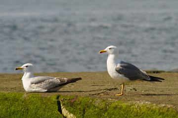 Two snow-white seagulls rest on the parapet of the embankment