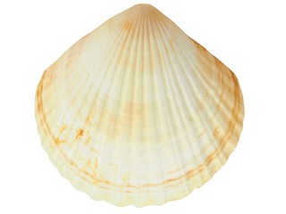 Seashell on white