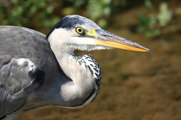 Grey heron close up