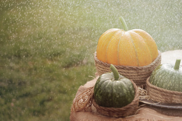 One orange pumpkin and two green pumpkin on the wooden table decorated burlap and rope. Under rain. Outdoors.