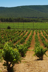 Fototapeta na wymiar Vertical view of a landscape of green fields of vineyards