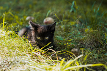Portrait of a beautiful black kitty at garden. Life of pets. Animals and human 