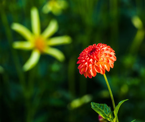 Flower Dalia red