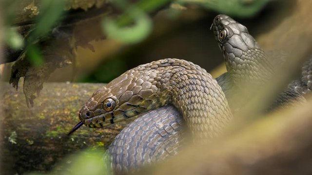 Dice snake in bushes