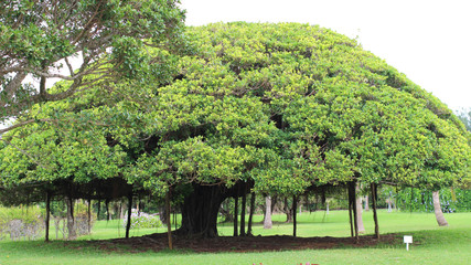 meadow roots of one big tree with fresh green leaves grass