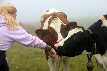 Hallo M&auml;dels. Blondes M&auml;dchen mit Pferdeschwanz l&auml;sst sich von 2 K&uuml;hen beschnuppern