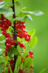 Red currant grows on a branch in the woods or in the garden.