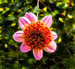 Flower Dahlia red