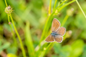 Beautiful colorful brown, blue and orange female butterfly , Polyommatus icarus, sitting on stem, blurry dark green background