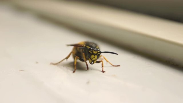 Wasp on the windowsill in the house