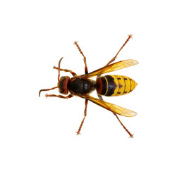 hornet isolated on white