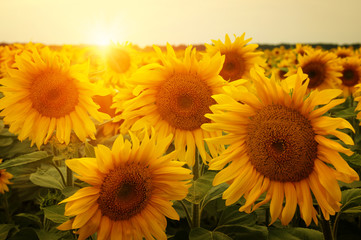 Obraz premium sunflowers and sun