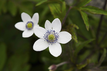 Fototapeta premium Anemone tetrasepala white flowers, Valley of flowers, Uttarakhand, India