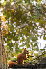 Rotes Eichhörnchen mit Nuss