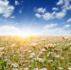 buckwheat field on sky