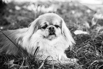 Emotional portrait of alone senior red dog pekingese breed waiting his owner outdoor. Best friend ever. Life of pets 