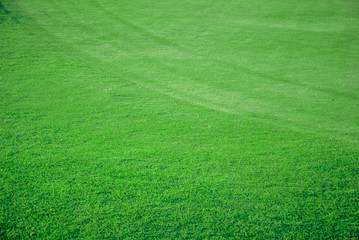 Green grass background texture