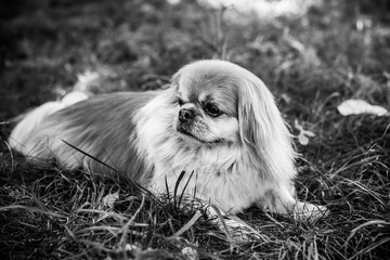 Emotional portrait of alone senior red dog pekingese breed waiting his owner outdoor. Best friend ever. Life of pets 