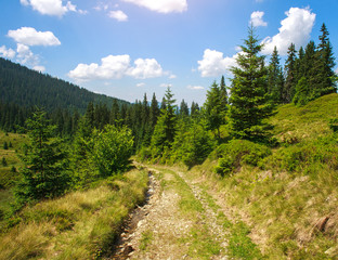 Fototapeta na wymiar Mountain trail road in a pine forest on the sky background