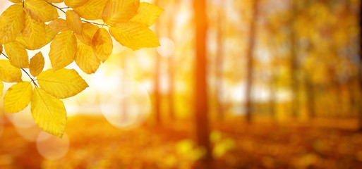 Autumn leaves on the sun.