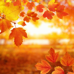 Plakat Autumn leaves on the sun.