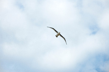 Portrait shots of different species of birds in Antarctica