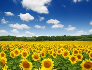 Abwaschbare Fototapete Sonnenblume sonnenblumenfeld am himmel